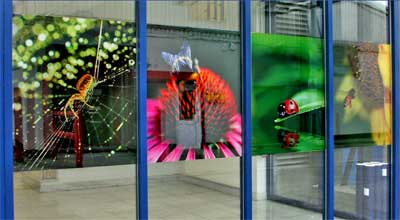 High Quality Window Poster Graphics