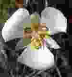 heavy JPG compression