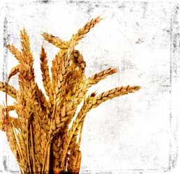 Giclee Fine Art Prints?